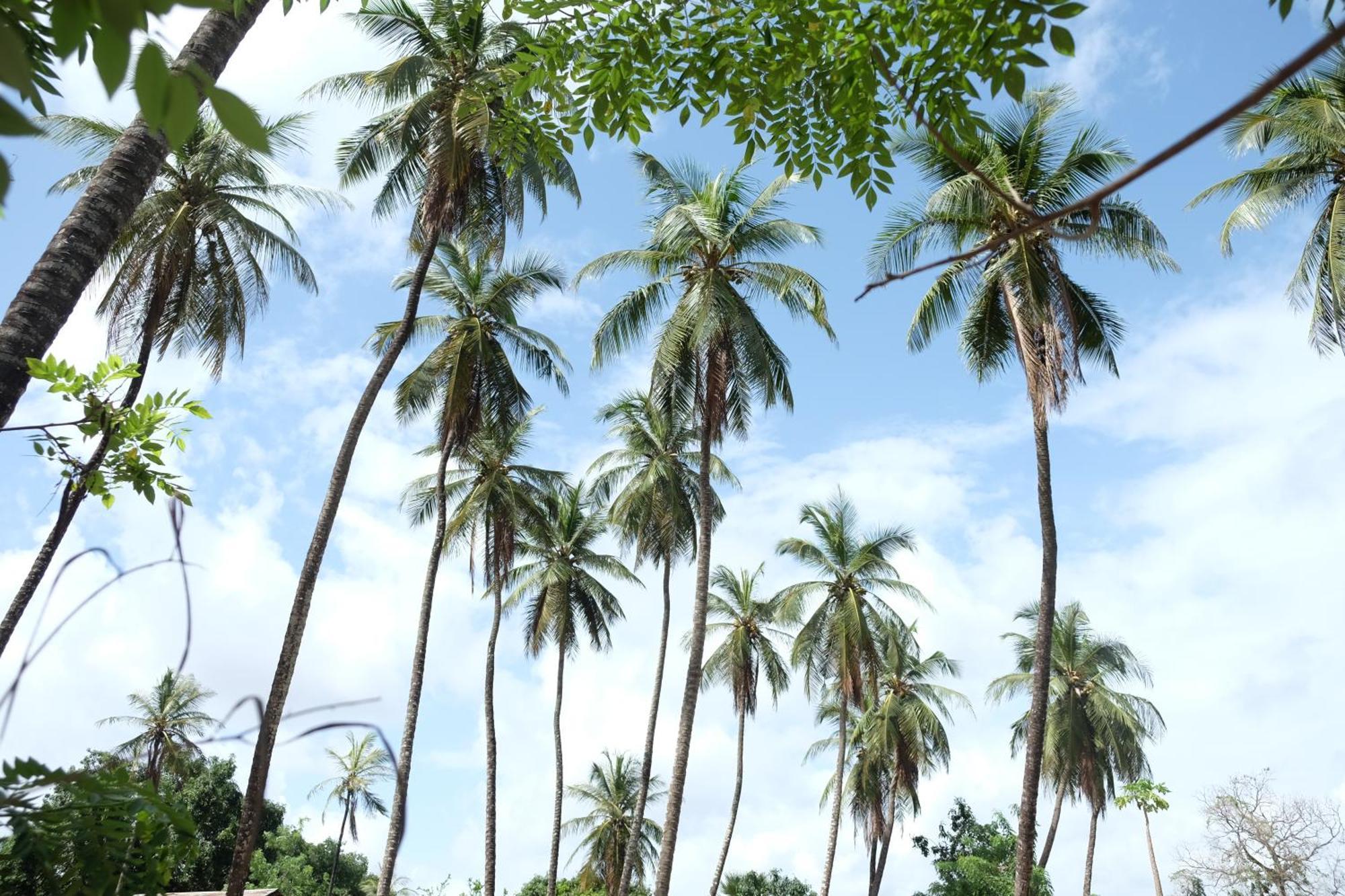 Centre Touristique Et Culturel Casamance Guest House Diakene Ouolof Екстериор снимка